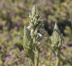 Brachystele unilateralis