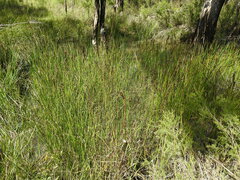 Machaerina rubiginosa