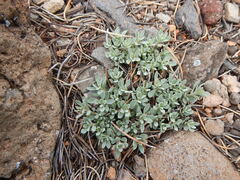 Penstemon thompsoniae