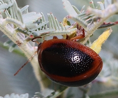 Dicranosterna immaculata