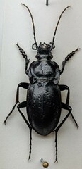 Carabus