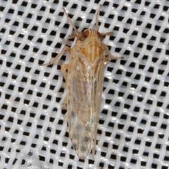 Javesella pellucida