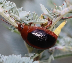 Dicranosterna immaculata