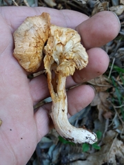 Hydnum rufescens