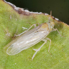Chloriona smaragdula