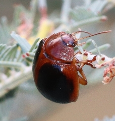 Dicranosterna immaculata