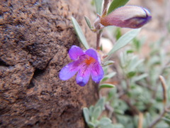 Penstemon thompsoniae
