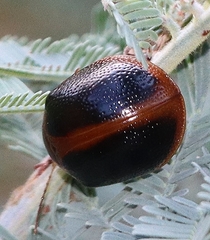 Dicranosterna immaculata