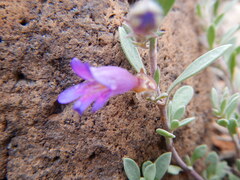 Penstemon thompsoniae