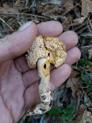 Hydnum rufescens