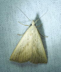 Macrochilo louisiana