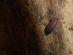 Porcellionides cingendus