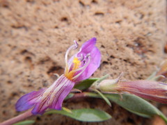 Penstemon thompsoniae