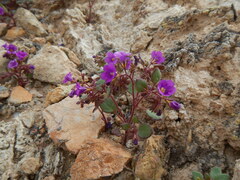 Phacelia pulchella