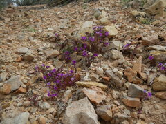 Phacelia pulchella