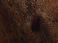 Porcellionides cingendus