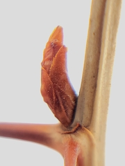 Ribes oxyacanthoides