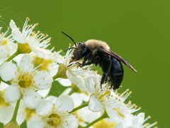 Melandrena