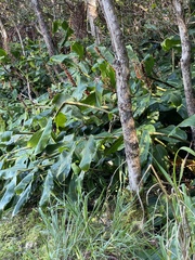 Hedychium gardnerianum