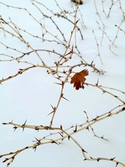 Ribes oxyacanthoides