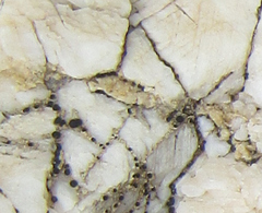 Rinodina