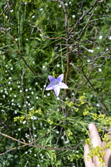 Campanula stevenii