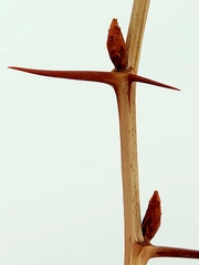 Ribes oxyacanthoides