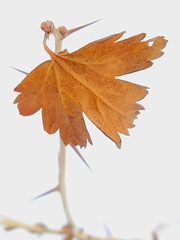 Ribes oxyacanthoides