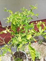 Capsicum chinense