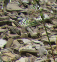 Bromus tectorum