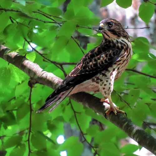 Broad-winged Hawk photographed in Rhode Island