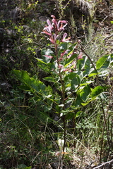 Dictamnus angustifolius