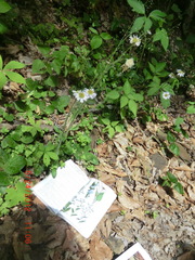 Erigeron pulchellus