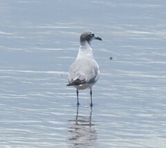 Leucophaeus atricilla