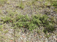 Acrotriche aggregata