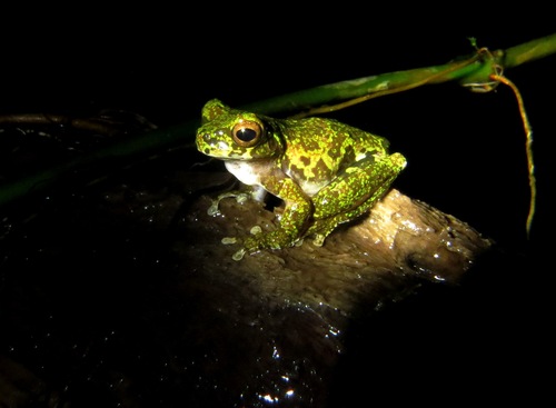 Lancaster's Treefrog, Isthmohyla lancasteri