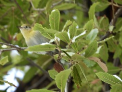 Peucedramus taeniatus