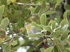 Peucedramus taeniatus