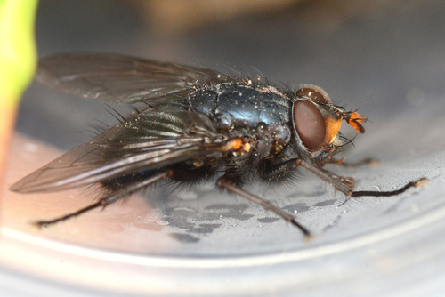 Tachineo clarkii