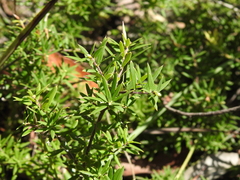 Acrotriche aggregata