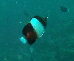 Hemitaurichthys zoster