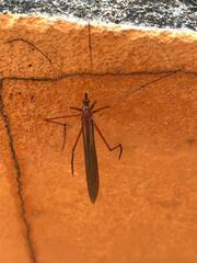 Bittacidae