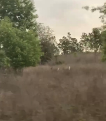 Odocoileus virginianus seminolus