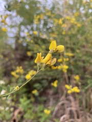 Baptisia tinctoria