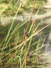 Chorizandra cymbaria