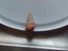 Pleurocera acuta