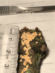 Aleurodiscus grantii