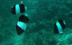 Hemitaurichthys zoster