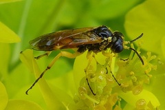 Tenthredo flaveola