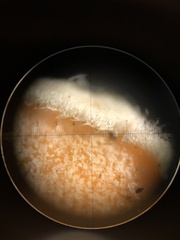 Aleurodiscus grantii